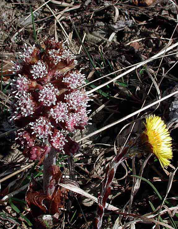  Image name: fanfaraccio4.jpg 
 width: 575 pixel 
 height: 741 pixel 
 Size: 103491 bytes 
 Click to enlarge 